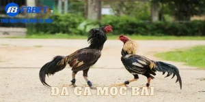 Giới thiệu về Đá gà Mộc bài và các hình thức đá gà mộc bài tại F8BET